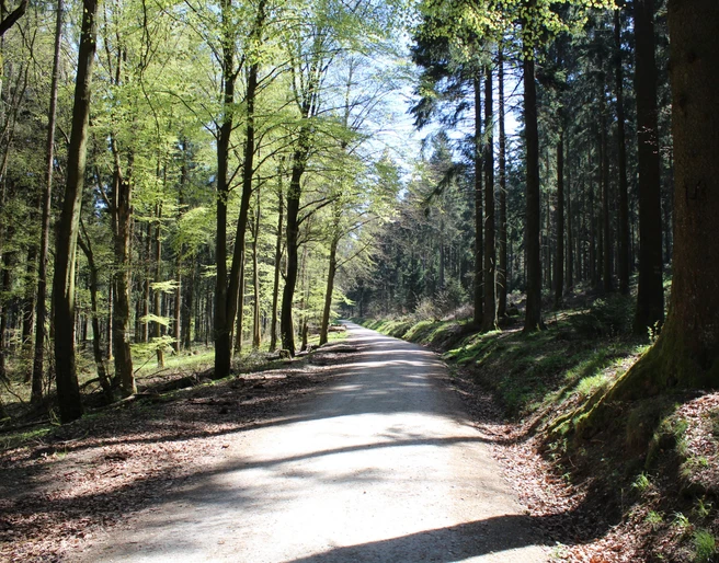 Relikte des Limes im Wald bei Glashütten