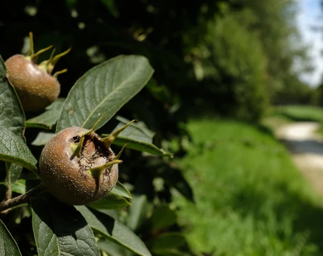 Mispel am Wildobstpfad