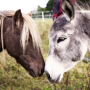 Ihre tierischen Begleiter