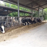 Kühe in der Dairy Farm