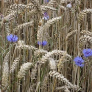 Kornblumen im Feld