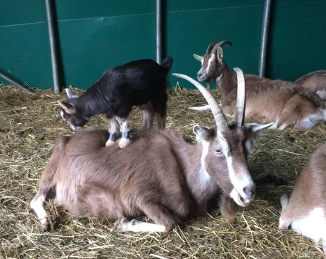 Thüringer Waldziege