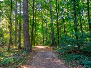 Forstgarten Tannenwald