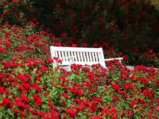 Rosenhang im Kurpark