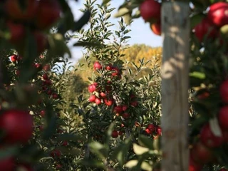 Das Beste aus dem Apfel