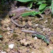 Echsen im Waldgarten