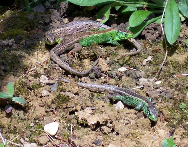 Echsen im Waldgarten