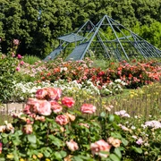 Rosarium