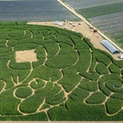 Maislabyrinth Wallau 2021 Maislabyrint Hofheim-Wallau