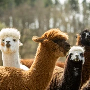 Alpakas in Bad Schwalbach