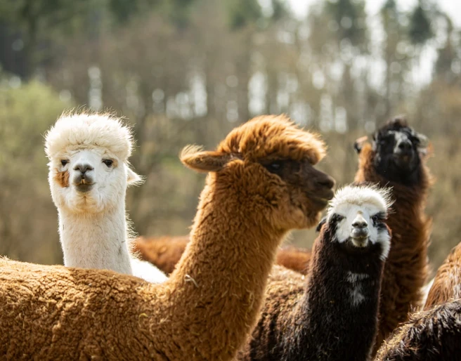 Alpakas in Bad Schwalbach