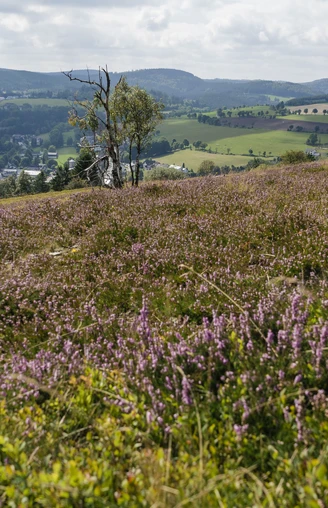 Heidelandschaft auf dem Osterkopf
