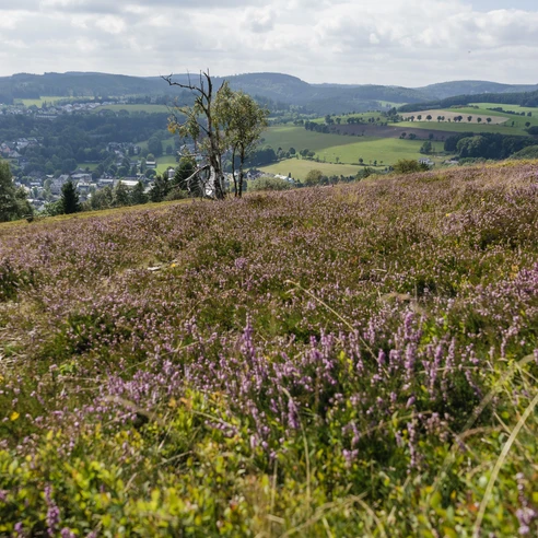 Heidelandschaft auf dem Osterkopf