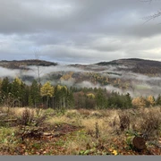 Nebel über dem Wald bei Rattlar