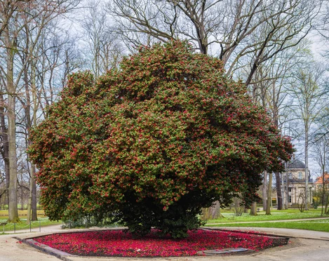 Kamelie im Schlosspark Pillnitz Kamelie im Schlosspark Pillnitz