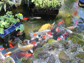 Koi-Teich