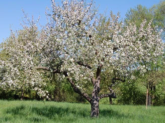 Streuobstwiese entlang der Strecke Richtung Schwimmbad