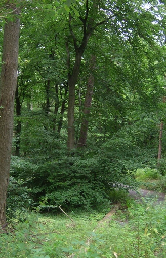 "Gehen hält fit" auf dem Ochsenweg