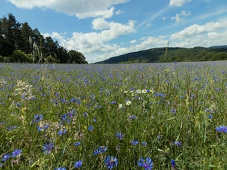 Kornblumenwiese