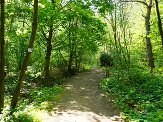Taunus Schinderhannes Steig