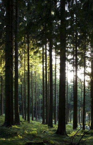 Dichte Wälder im Naturpark Taunus
