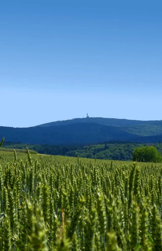Buchfinkenland-Wanderweg in Idstein -Nieder- Oberrod