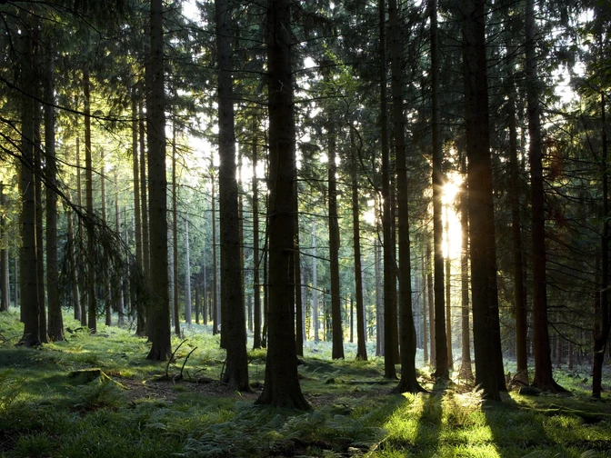 Taunuswald