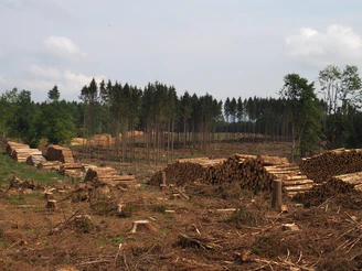 Leider Unschön, die Auswirkungen von Borkenkäfer und Trockenheit