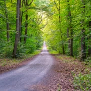 Grünes Idyll Hardtwald