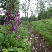 Naturnahe Pfade auf dem Heilklima-Wanderweg SW2