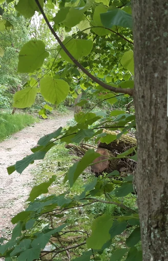 Heilklima-Wanderweg KS2