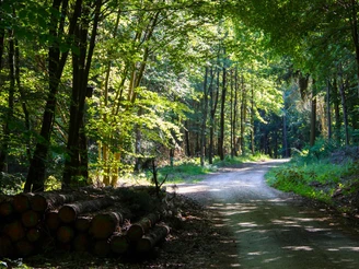 Rundweg durch den Wald