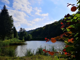 Bärenfichtenweiher