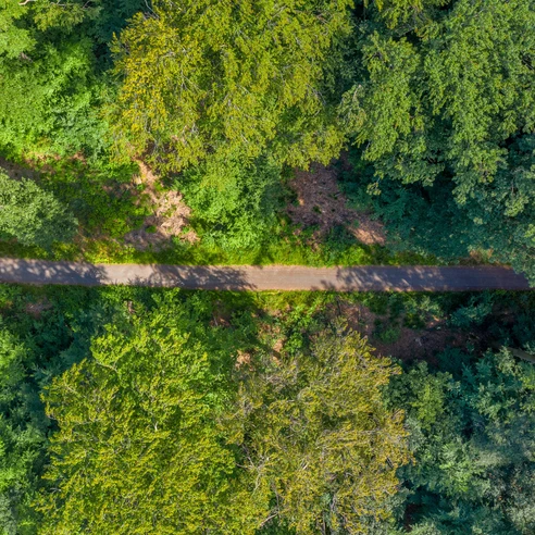 Der Wald im Heilklima-Park Hochtaunus