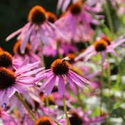 Heilpflanzengarten Bad Schwalbach