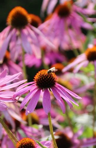 Heilpflanzengarten Bad Schwalbach