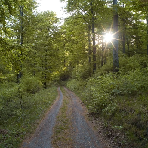 Wanderweg duch Buchenwald