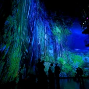 20160416_5_amazonia_by_night_c_asisi.2000x0.jpg