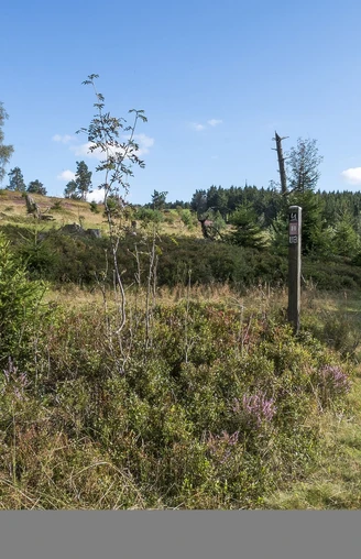 Heidepfad am Wanderweg U3 in Willingen-Usseln