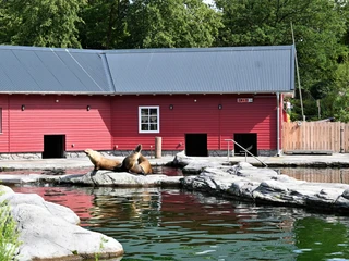 Zeeleeuwen Seelöwen-Areal im ZooSea lion area at the zooZeeleeuwengebied in de dierentuin