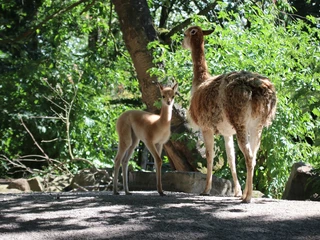 ZooOS-Vikunjanachwuchs_05082022_C.jpg Vikunja-Mutter mit Jungem im grünen Gehege unter Bäumen, Sonnenlicht durchbricht das Blätterdach.