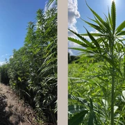 Bauernhof_Menke_Hanflabyrinth_1.jpg Hanffelder ragen unter strahlend blauem Himmel empor, Sonne scheint durch das Laub.