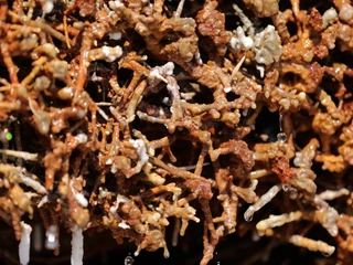 120HR - Bad Soden-Salmünster - Gradierwerk.JPG