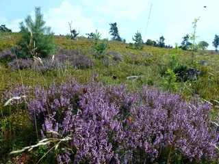 Heide auf dem Osterkopf  Heide auf dem Osterkopf