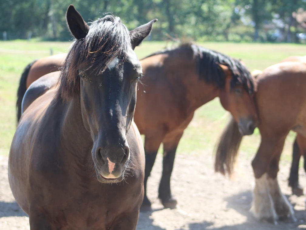 Pferde Dunkelbraune Pferde stehen auf einer sonnigen Wiese, umgeben von grünem Hintergrund.