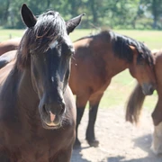 Pferde Dunkelbraune Pferde stehen auf einer sonnigen Wiese, umgeben von grünem Hintergrund.