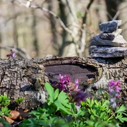 Ein alter Baumstamm liegt am Waldboden, dekoriert mit kleinen Steinen; umgeben von Lerchenspornpflanzen.