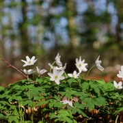 Weiße Anemonen blühen im Vordergrund eines Waldes, der im Hintergrund unscharf zu sehen ist.
