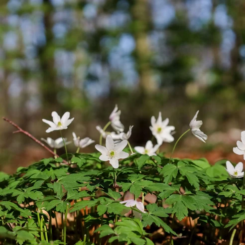 Frühblüher-Großer Freeden Bad Iburg_Teutoburger Wald Toursmus_L Reschke.jpg Weiße Anemonen blühen im Vordergrund eines Waldes, der im Hintergrund unscharf zu sehen ist.