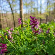 Lerchensporn2 -Großer Freeden Bad Iburg_Teutoburger Wald Toursmus_L Reschke.jpg Violette Lerchensporn-Blüten und saftig grüne Blätter im lichten Frühlingswald des Teutoburger Waldes.